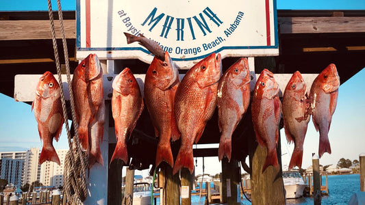 Fresh Gulf Coast Red Snapper on the Big Green Egg
