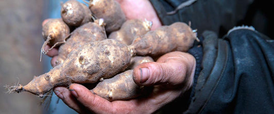 ROBERTO’S JERUSALEM ARTICHOKES WITH CURD